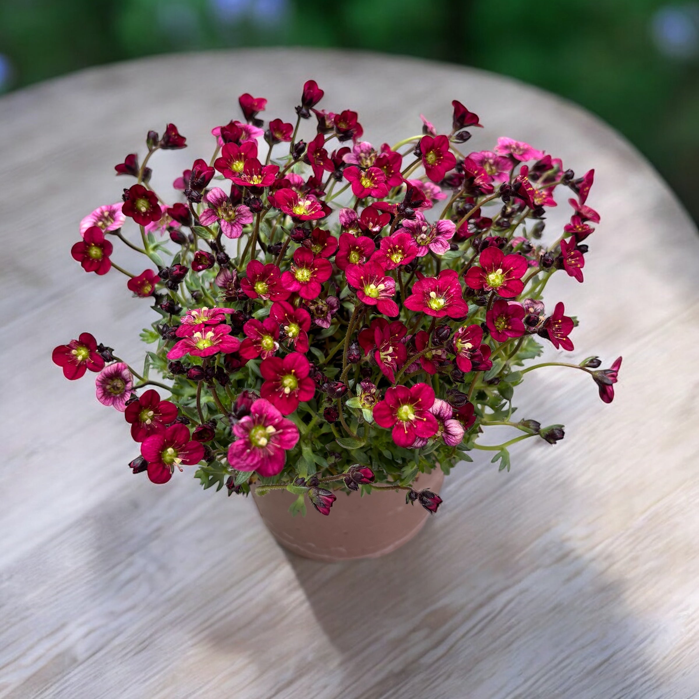 Saxifraga x arendsii Touran™ Red