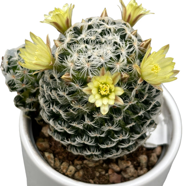 Mammillaria duwei