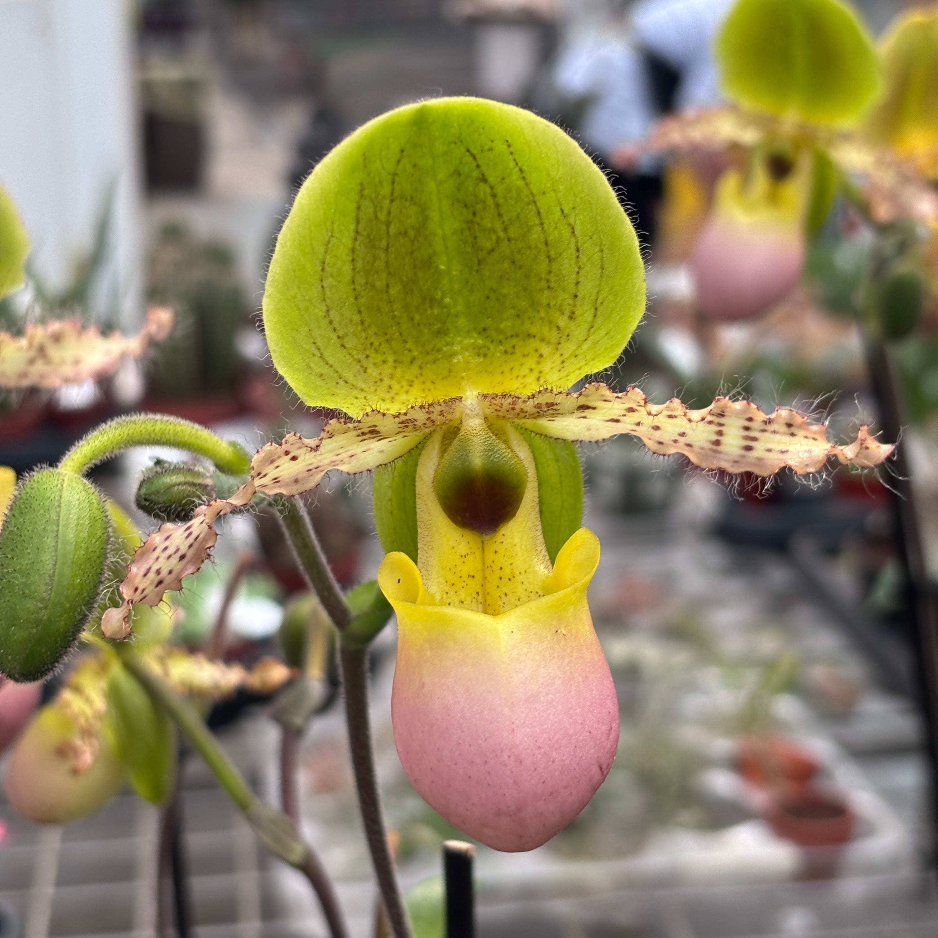 Paphiopedilum Pinocchio (glaucophyllum x primulinum) secvential/multiflower