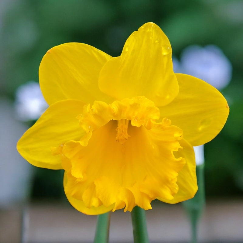 Narcise galbene cu flori mari  - Narcissus ‘Early Sensation’