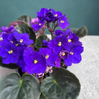 Saintpaulia Texas – African violet with curled flowers
