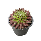 Sempervivum 'Lyon' (korvahiiva kasvi)