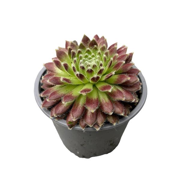 Sempervivum 'Lyon' (Ährenpflanze)