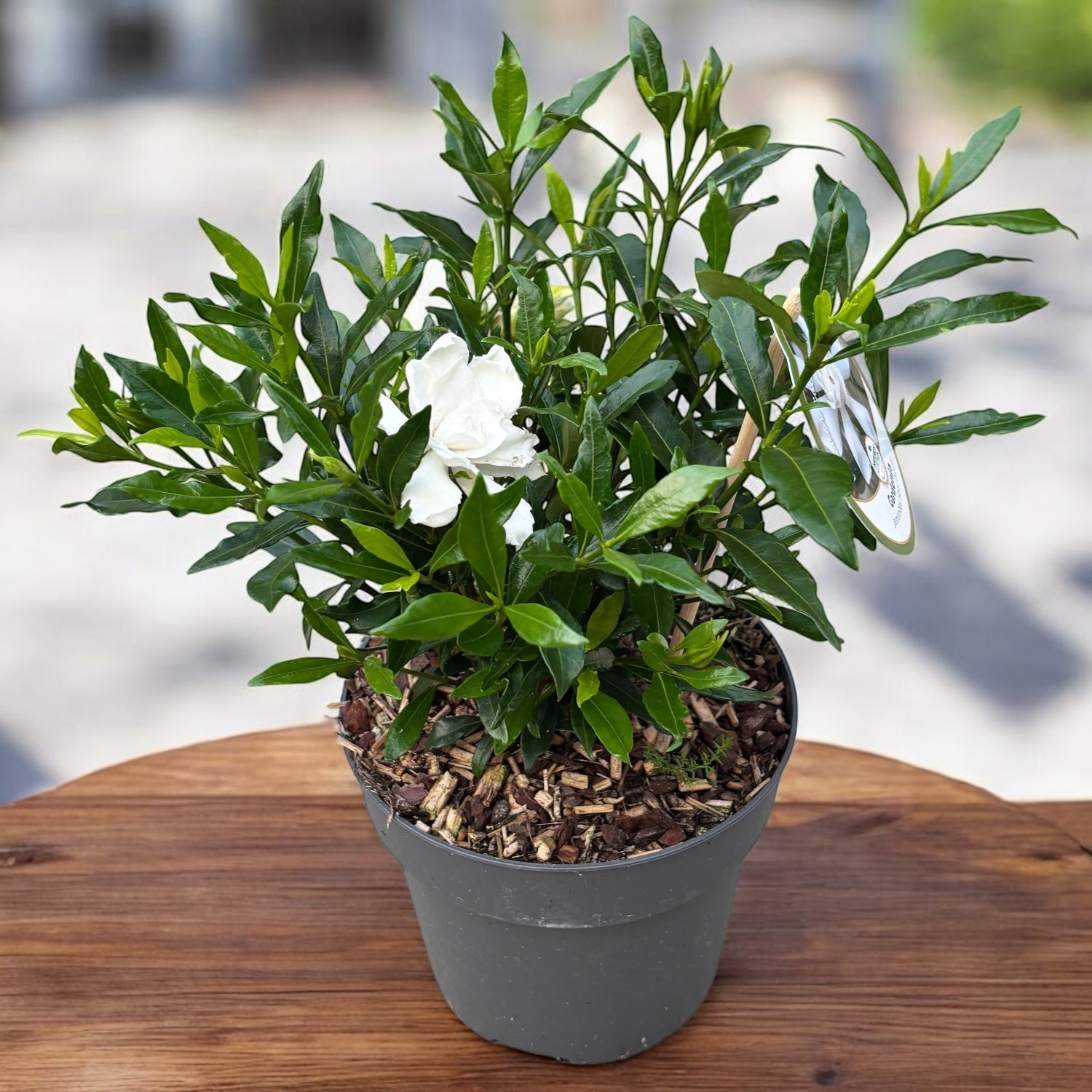 Gardenia Jasminoides 'Fool Proof' (rezista si in gradina) - flori intens parfumate