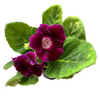 Sinningia ‘Brocade Avanti Blue’ (Gloxinia Sonata)