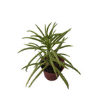 Peperomia ferreyrae 'Happy Bean' (mlada biljka)