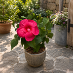 Hibiscus moscheutos „Extreme Magenta” – Évelő Hibiscus óriási magenta színű virágokkal