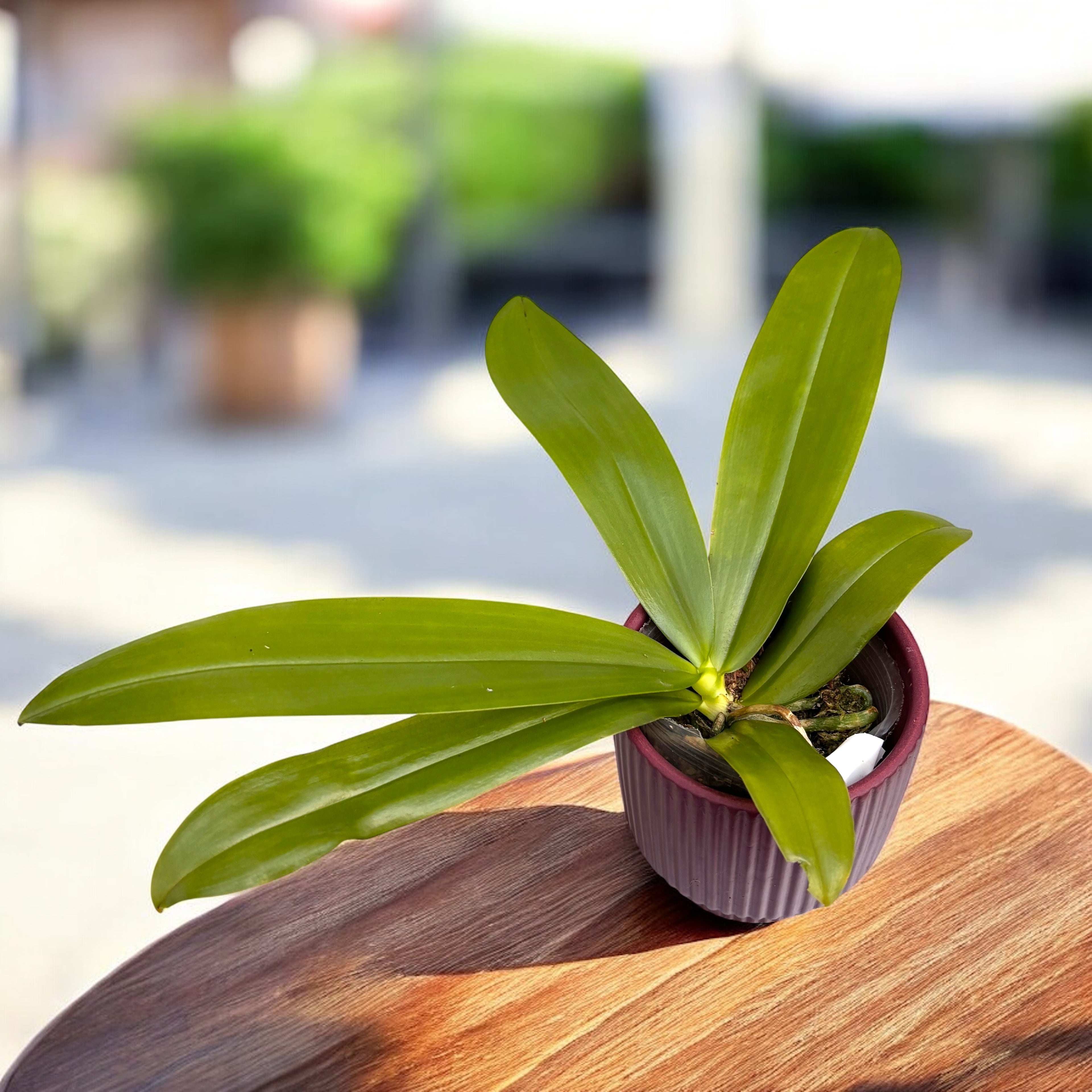 Phalaenopsis zebrina - parfumata