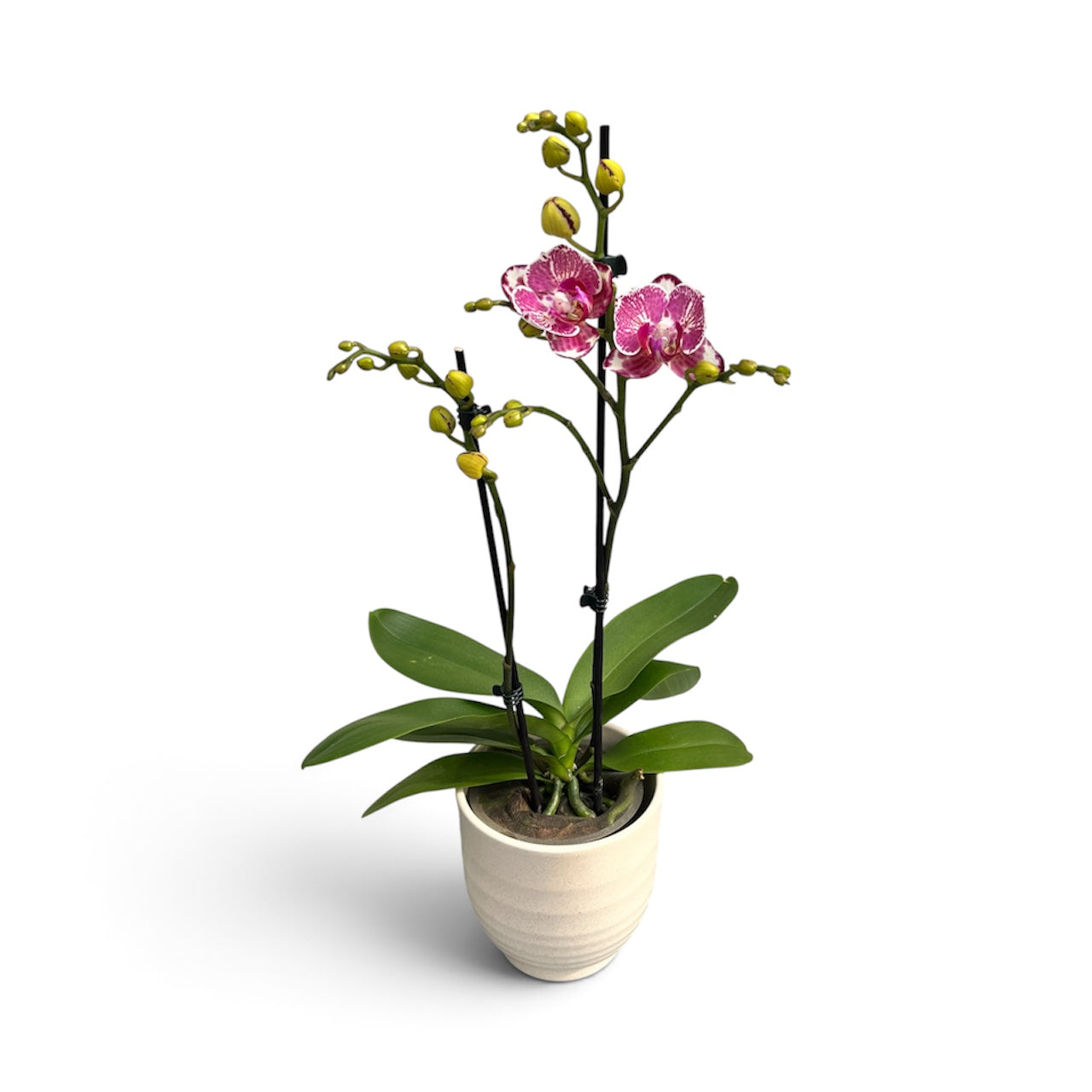 Phalaenopsis OX Madonna (peloric) NL