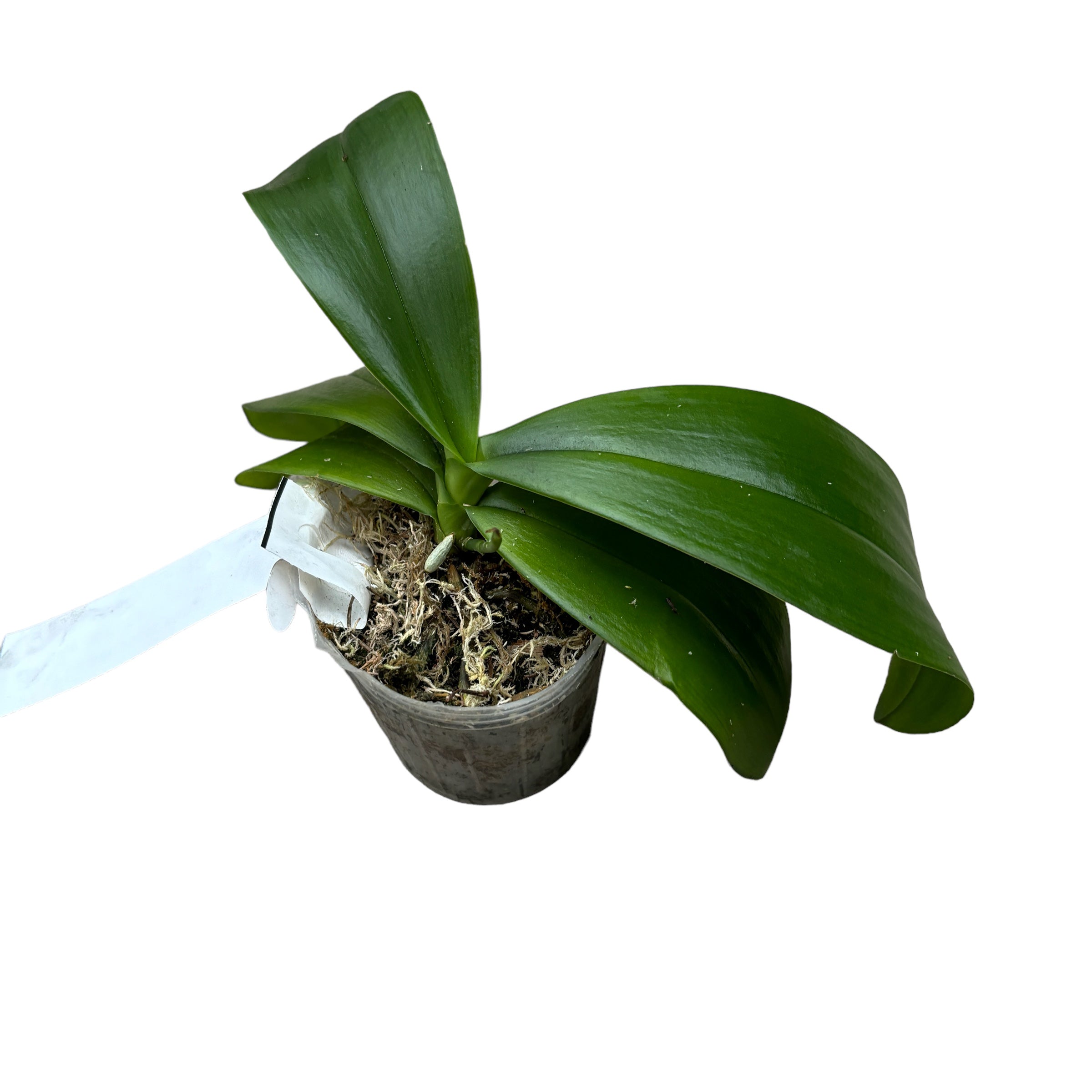 Phalaenopsis kunstleri