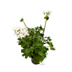 Bílé hvězdicové muškáty - Pelargonium Fireworks 'White'
