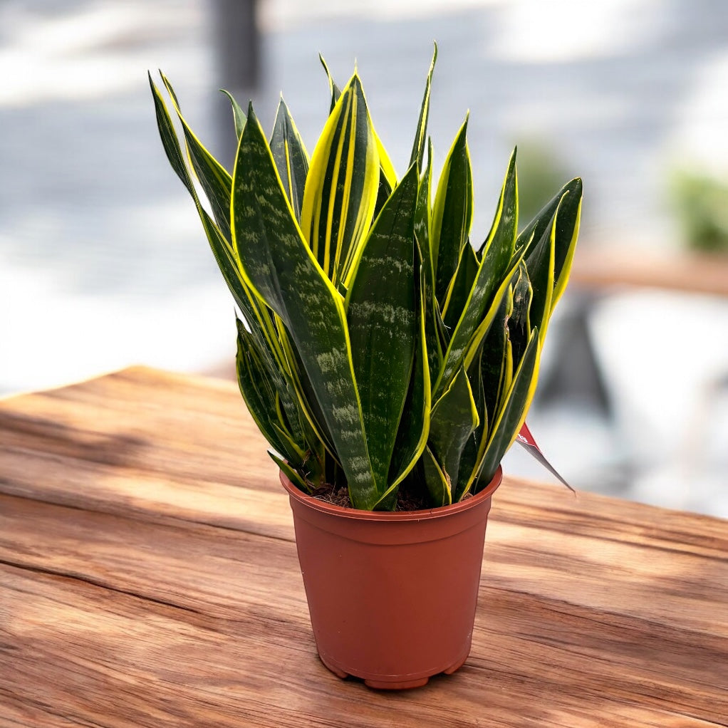 Sansevieria ‘Canary’ - exemplare XXL