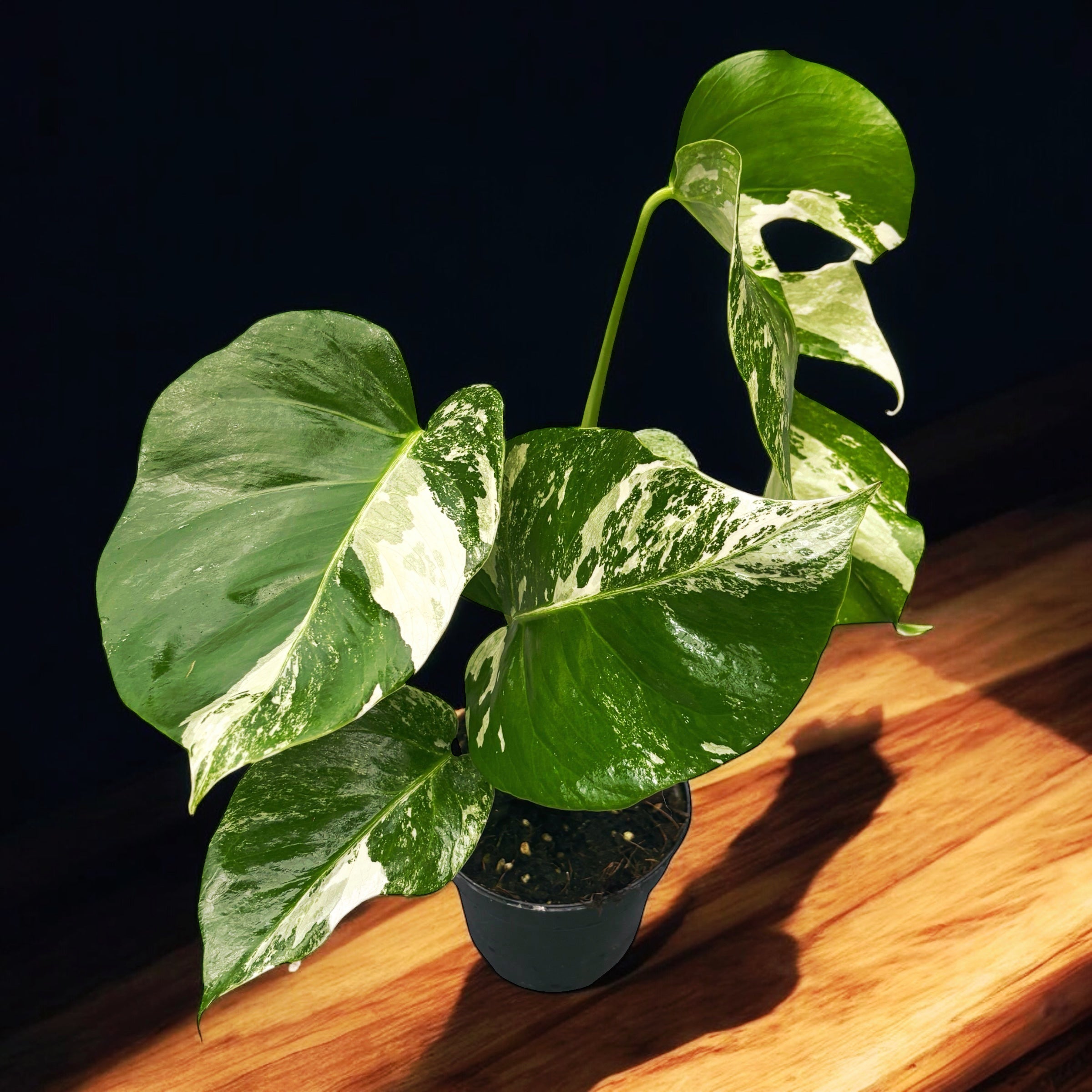 Monstera deliciosa 'Variegata' D12