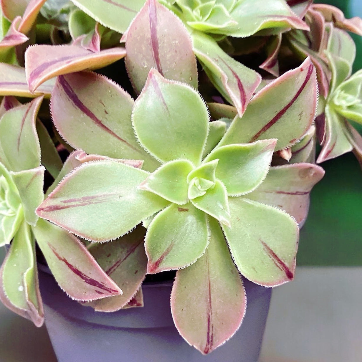 Aeonium leucoblepharum ‘Red Stripe’