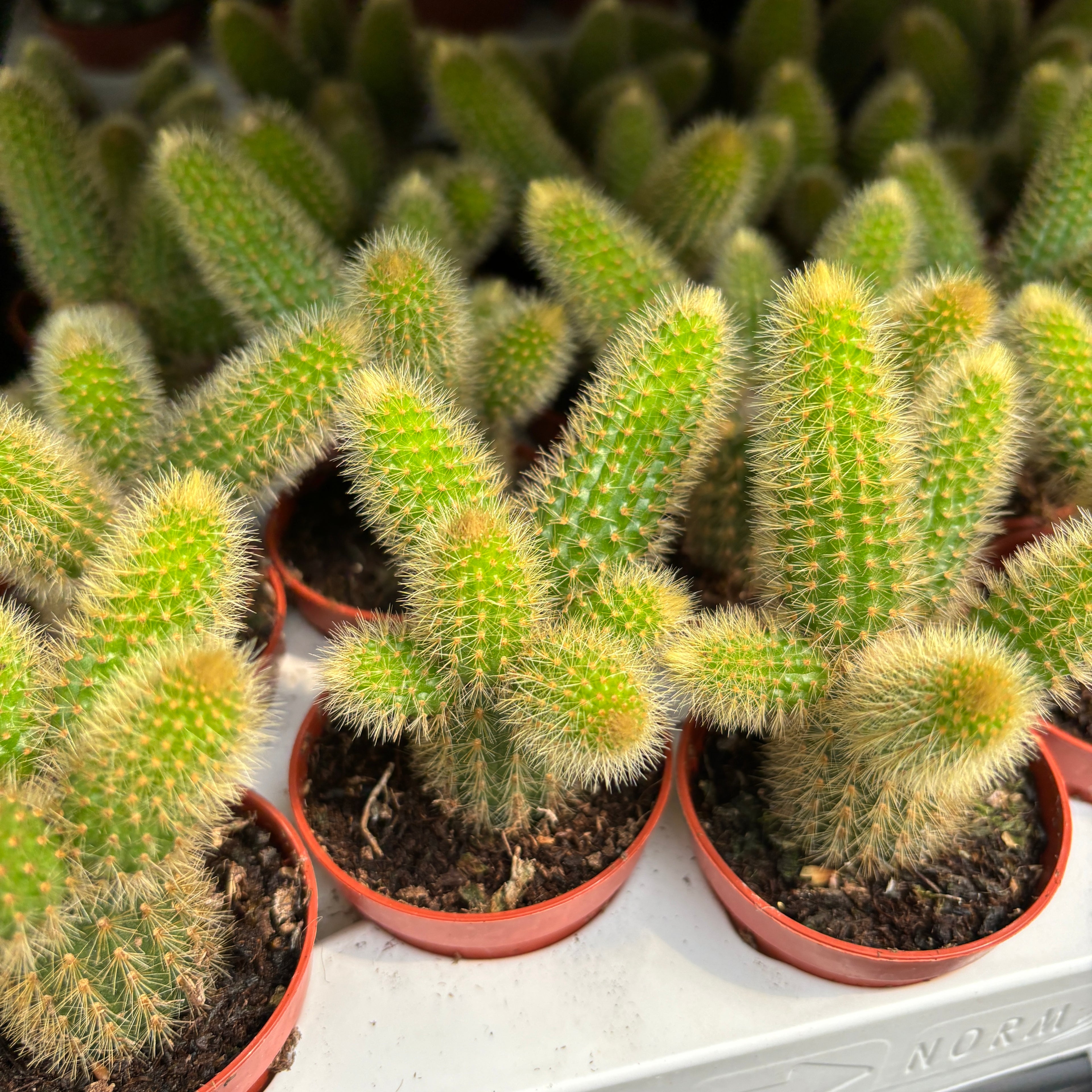Cleistocactus winteri (Hildewintera aureispina - Monkey's Tail Cactus)