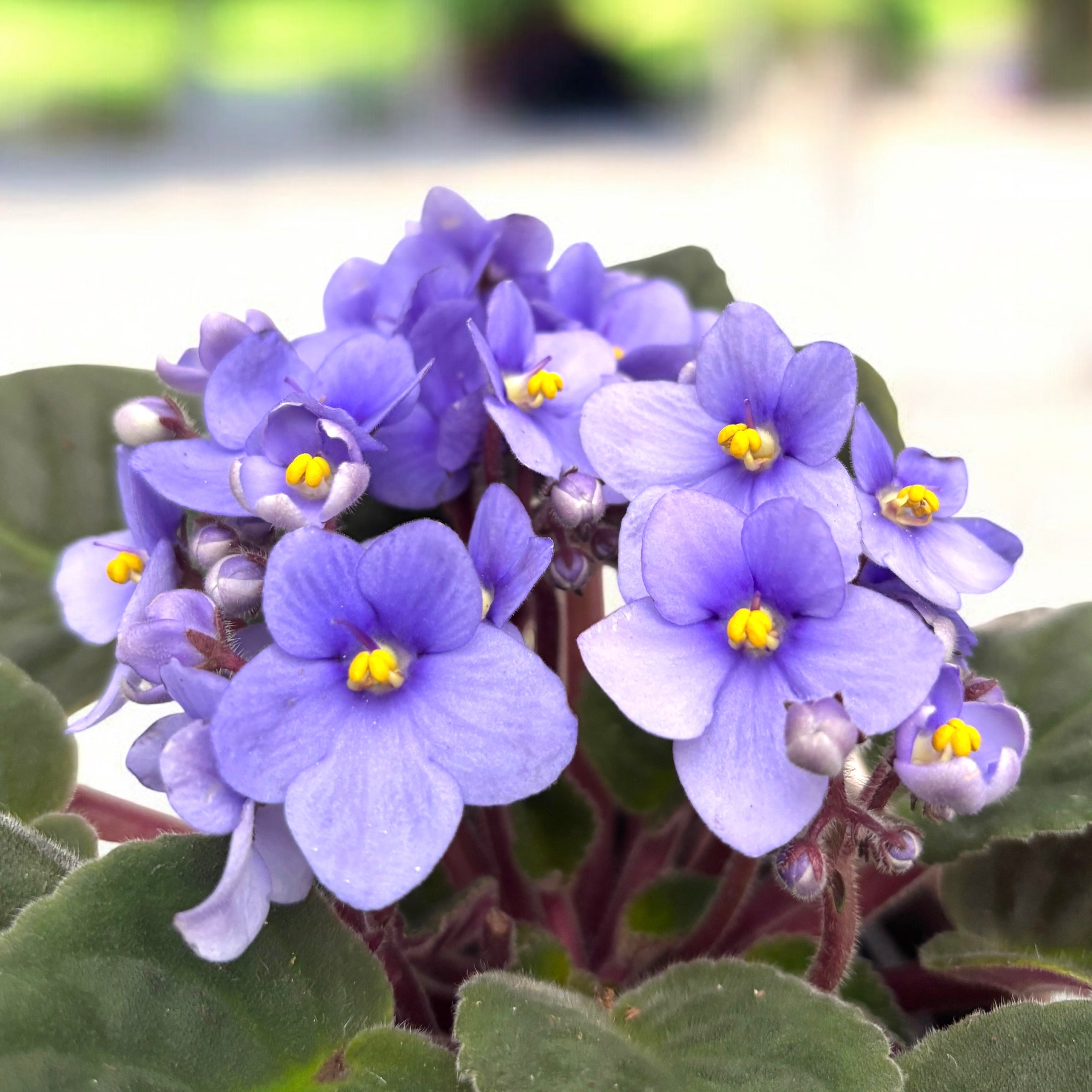 Saintpaulia Inova Spectra Lichtblauw - violete lila