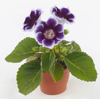 Sinningia ‘Brocade Avanti Blue - White’