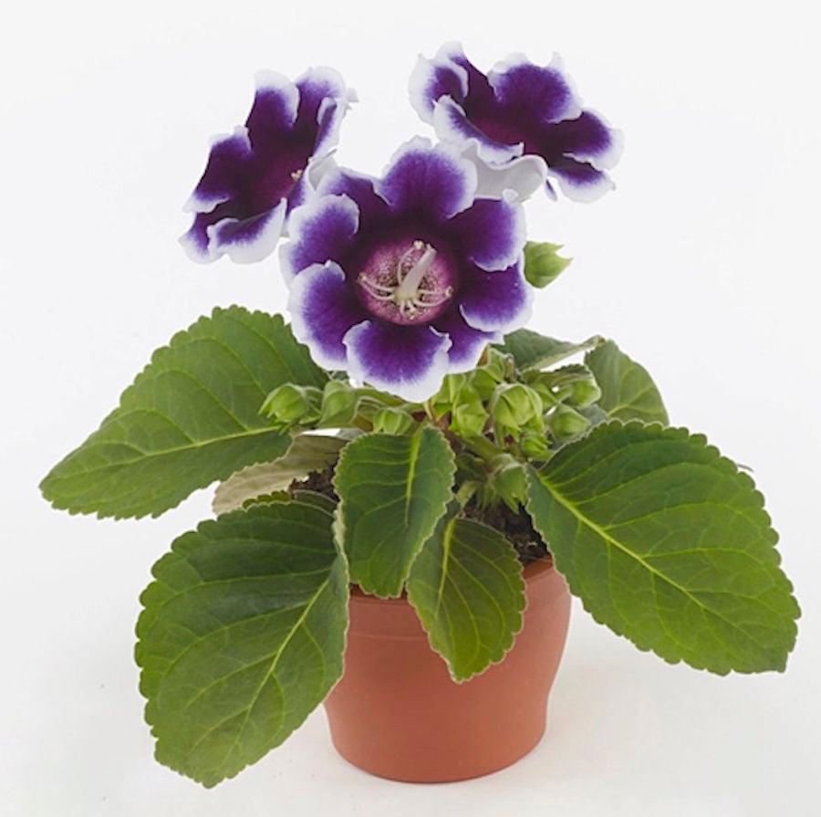 Sinningia ‘Brocade Avanti Blue - White’