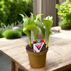 Bulbi de lalele franjurate - Tulipa ‘New Santa’