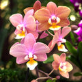 Phalaenopsis Melion - intensiv duftende Blumen (Parfüm Kollektion)