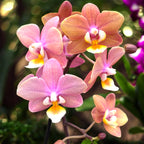 Phalaenopsis Melion - intensiv duftende Blumen (Parfüm Kollektion)
