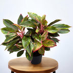 Aglaonema 'Jungle Red' - exemplare XXL
