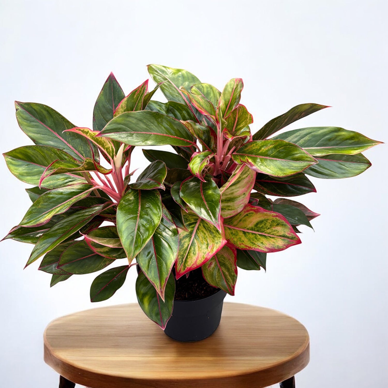 Aglaonema 'Jungle Red' - exemplare XXL