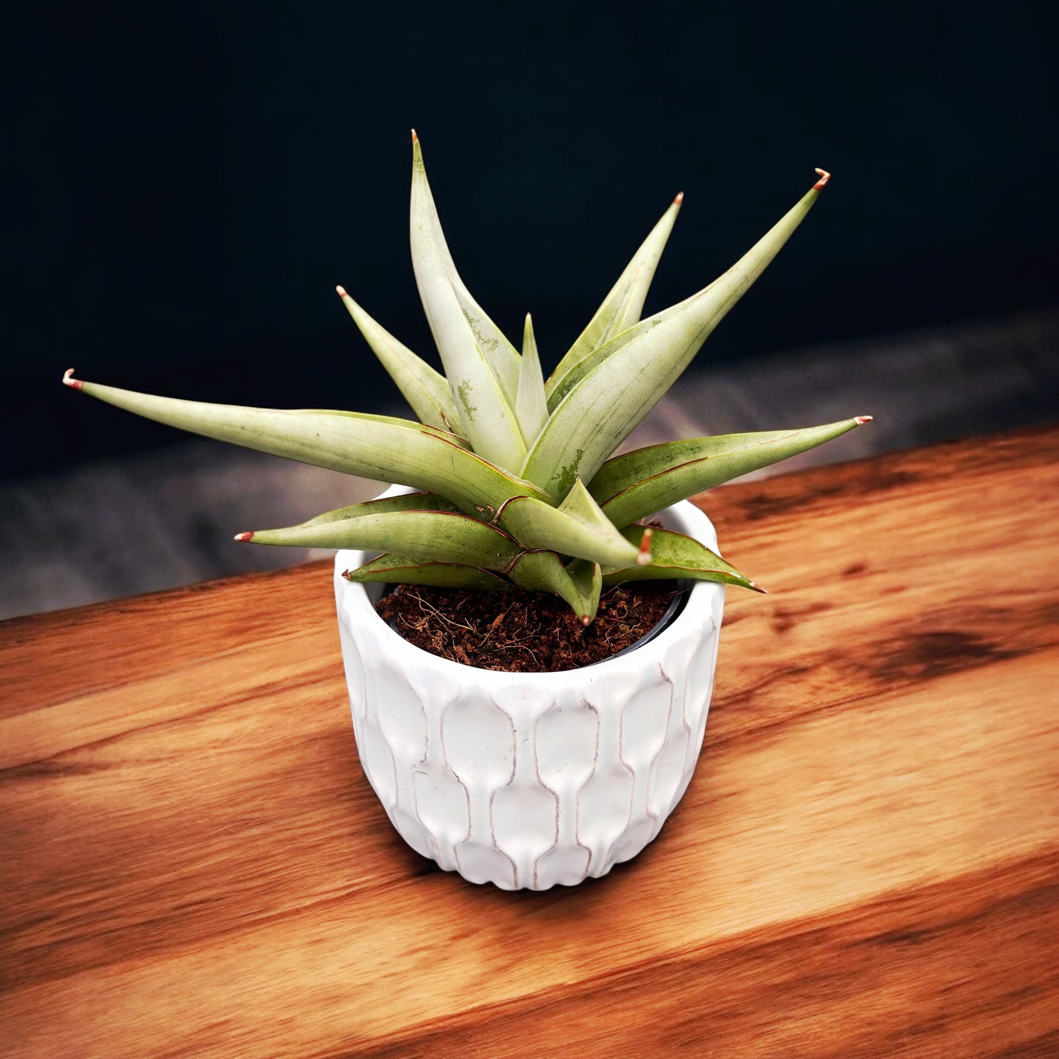 Sansevieria hybrid 'Chanin' (Sansevieria Silver Syreni)