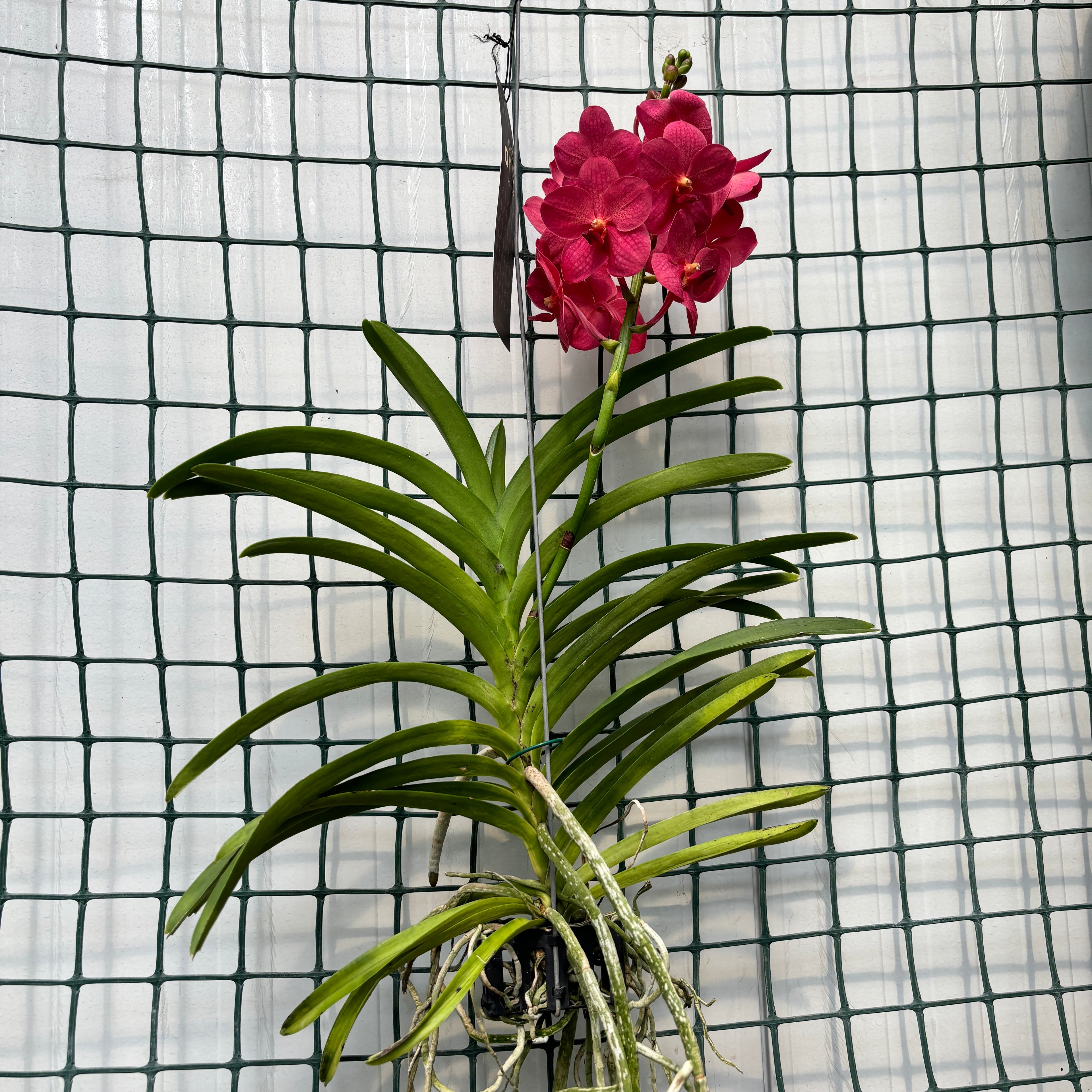 Vanda Magic Red (Ansu)