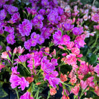 Lewisia 'Mountain Dreams' mix - rezistenta si deosebit de frumoasa