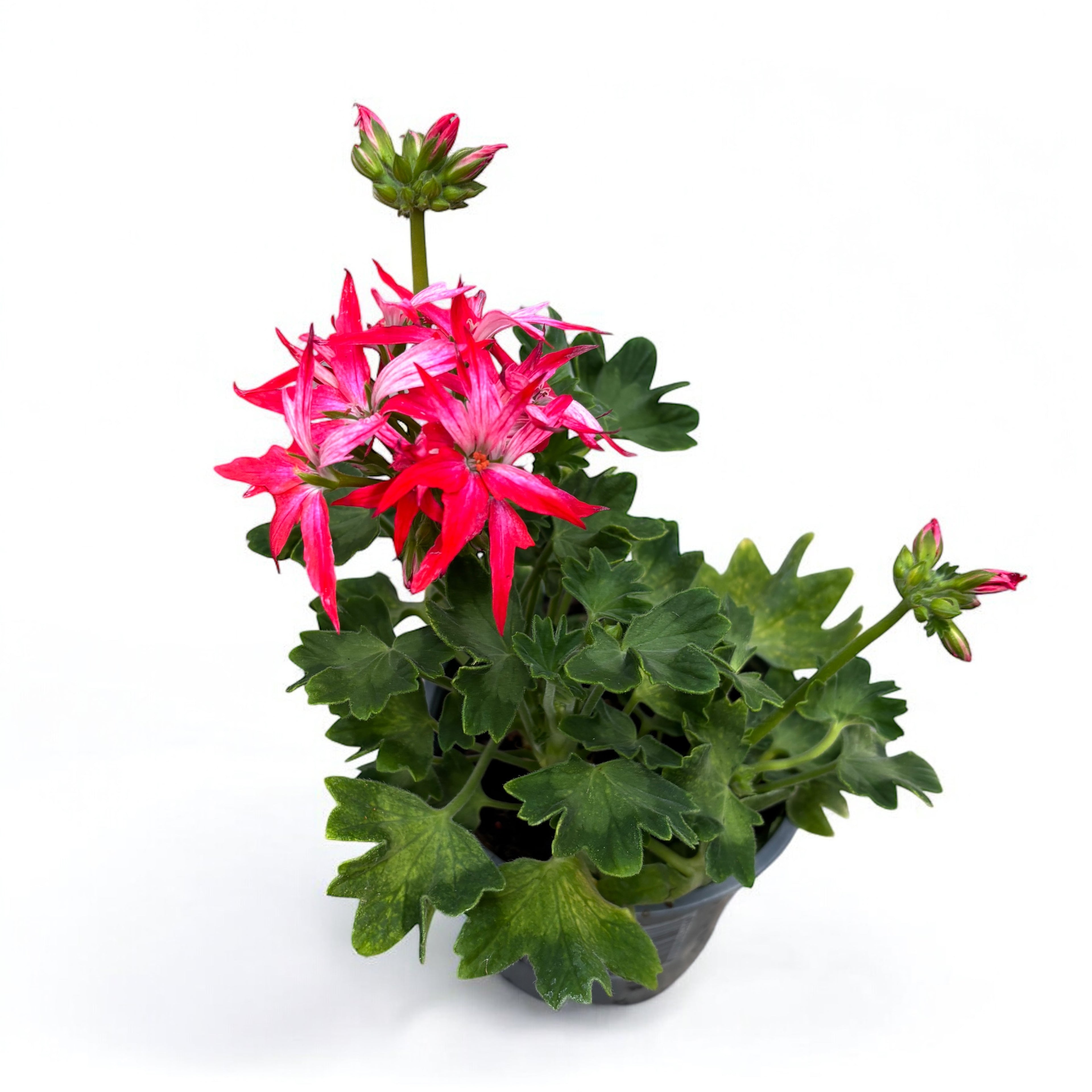 Muscate stelate bicolore - Pelargonium Fireworks 'Bicolor'