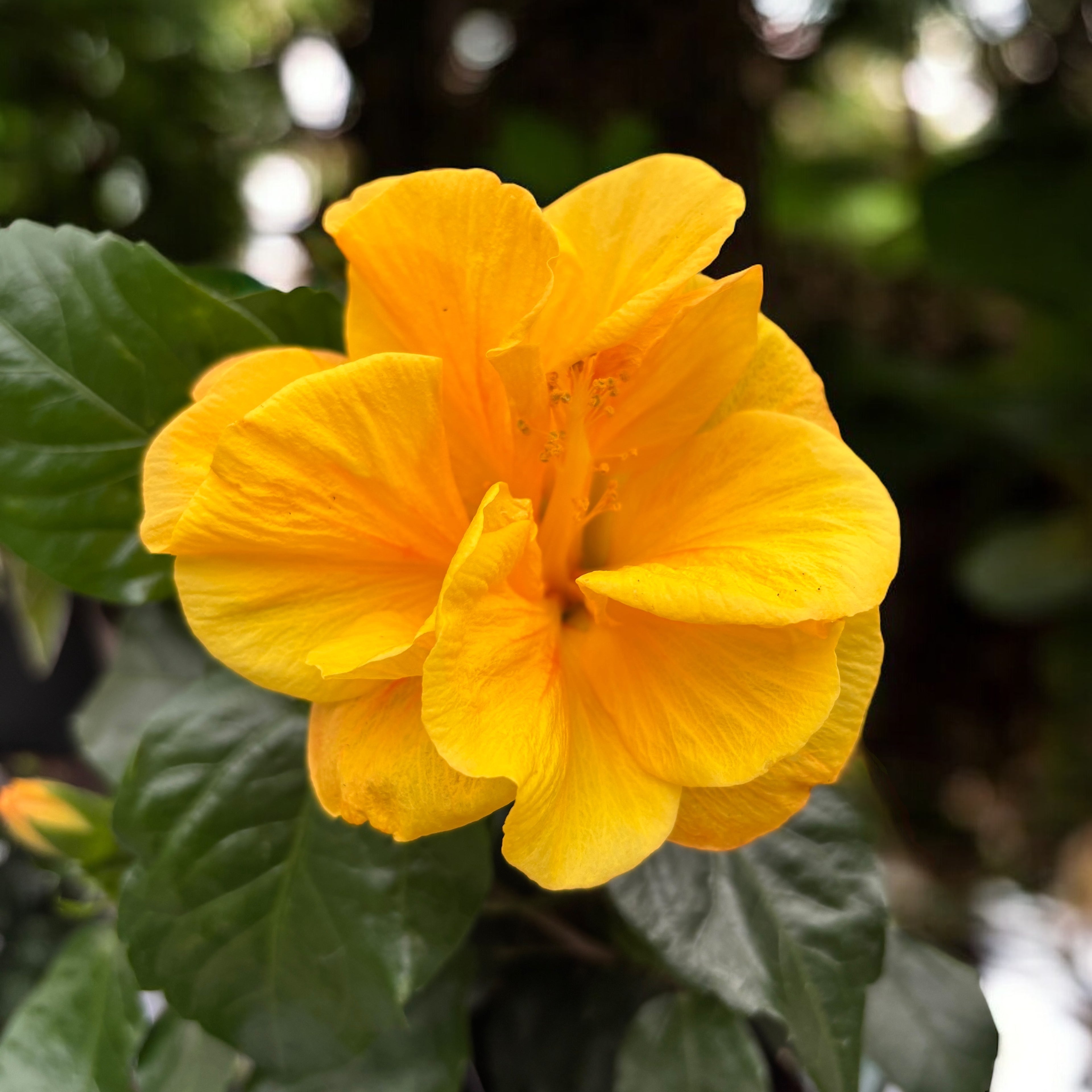 Hibiscus rosa-sinensis 'Jazz' (japonska vrtnica z dvojnimi cvetovi)