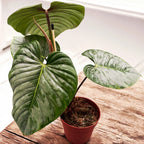 Philodendron sodiroi D15