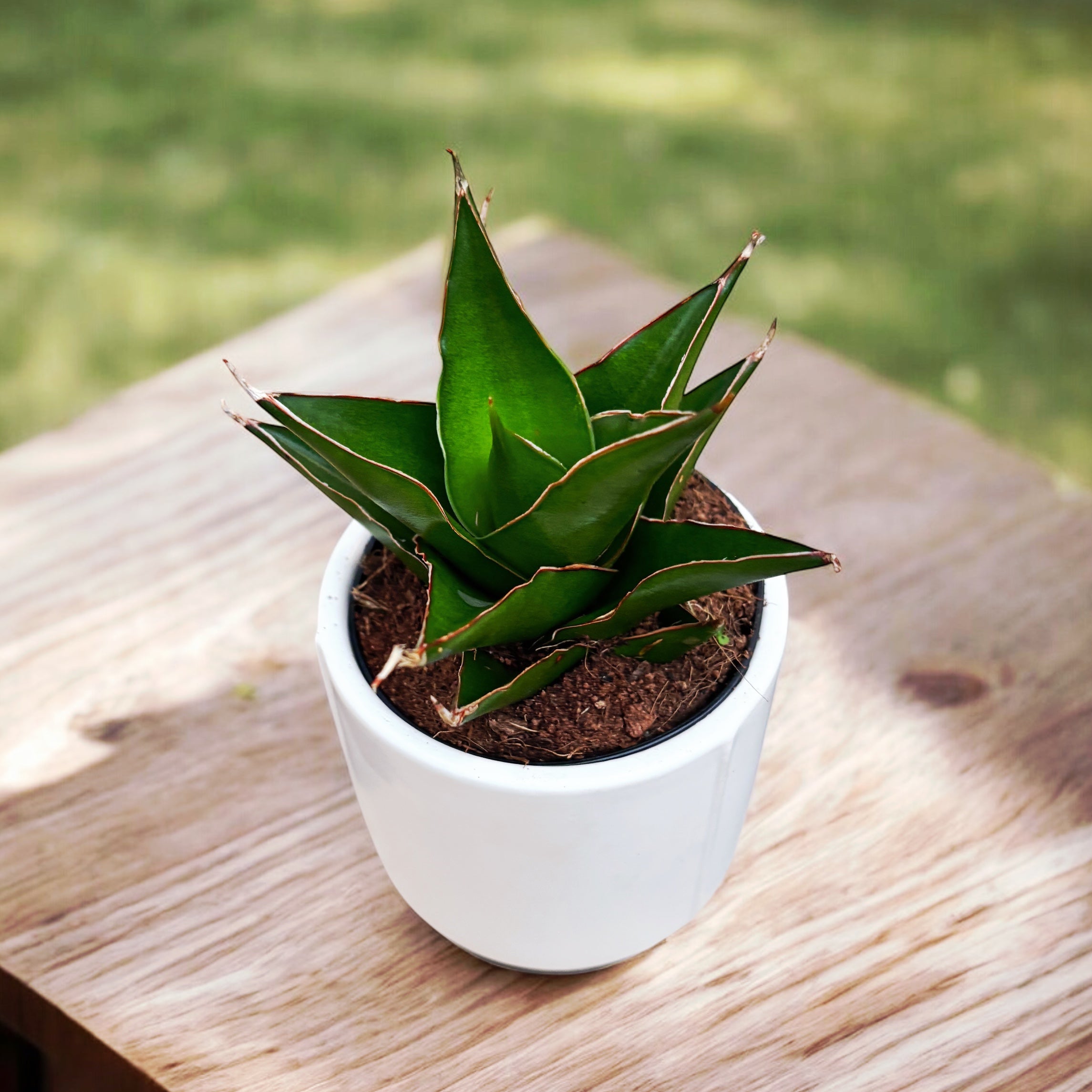 Sansevieria 'Abbey Crown'