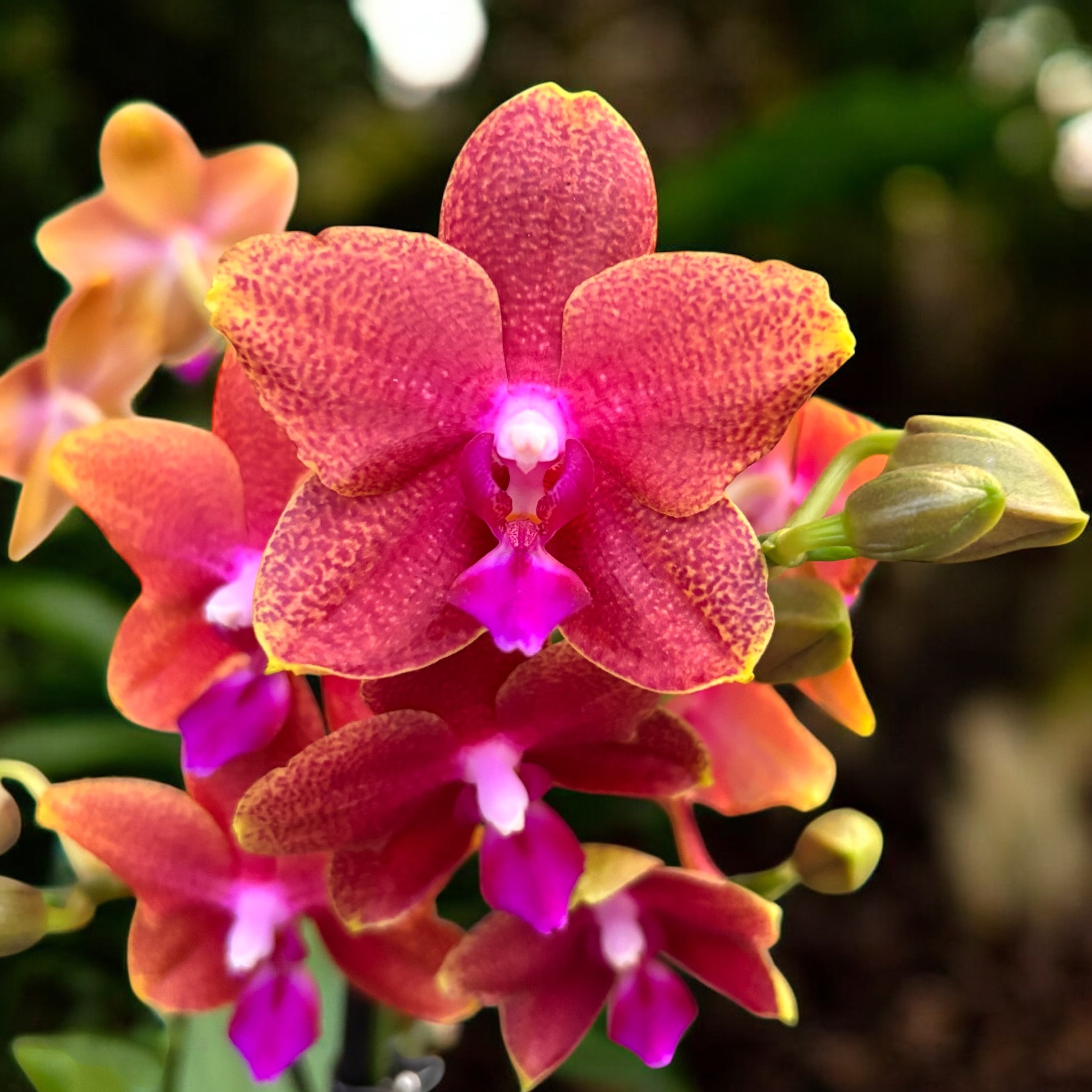 Phalaenopsis Bronze Buddha (Magical) - flori parfumate