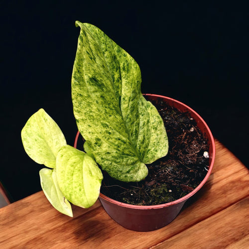 Rhaphidophora korthalsii 'Marble-Aurea' (variegata) – Secret Garden Plant  Shop