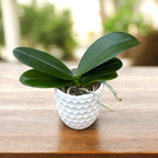 Phalaenopsis Yen Shuai Sweet Girl 'Promise' (peloric)