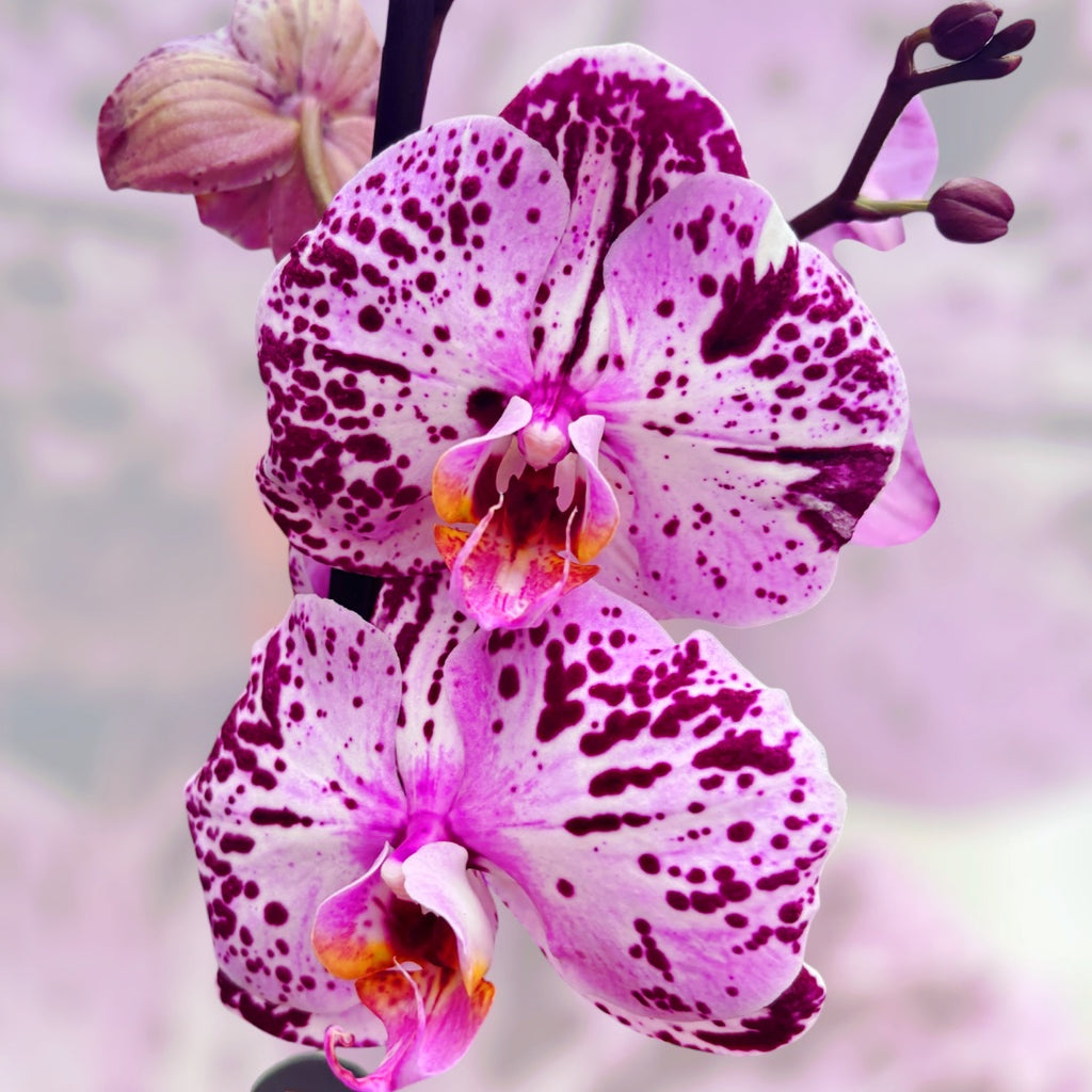 Phalaenopsis Cassie (flori XL)