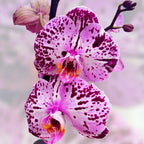 Phalaenopsis Cassie (XL virágok)