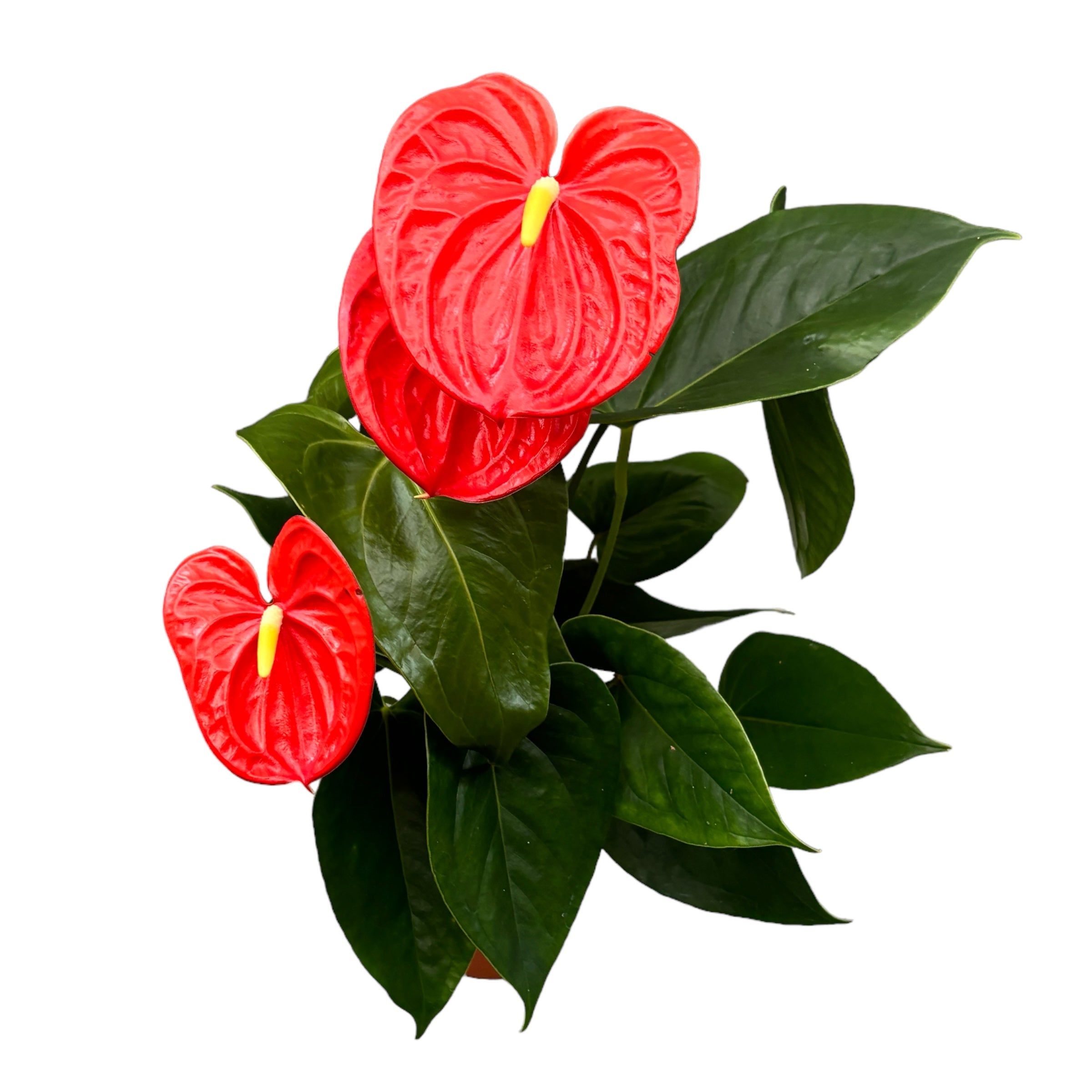 Anthurium Orange Champion (flori XL)