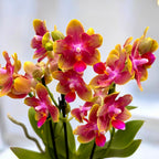 Phalaenopsis Rising Sun - flori parfumate & peloric Butterfly