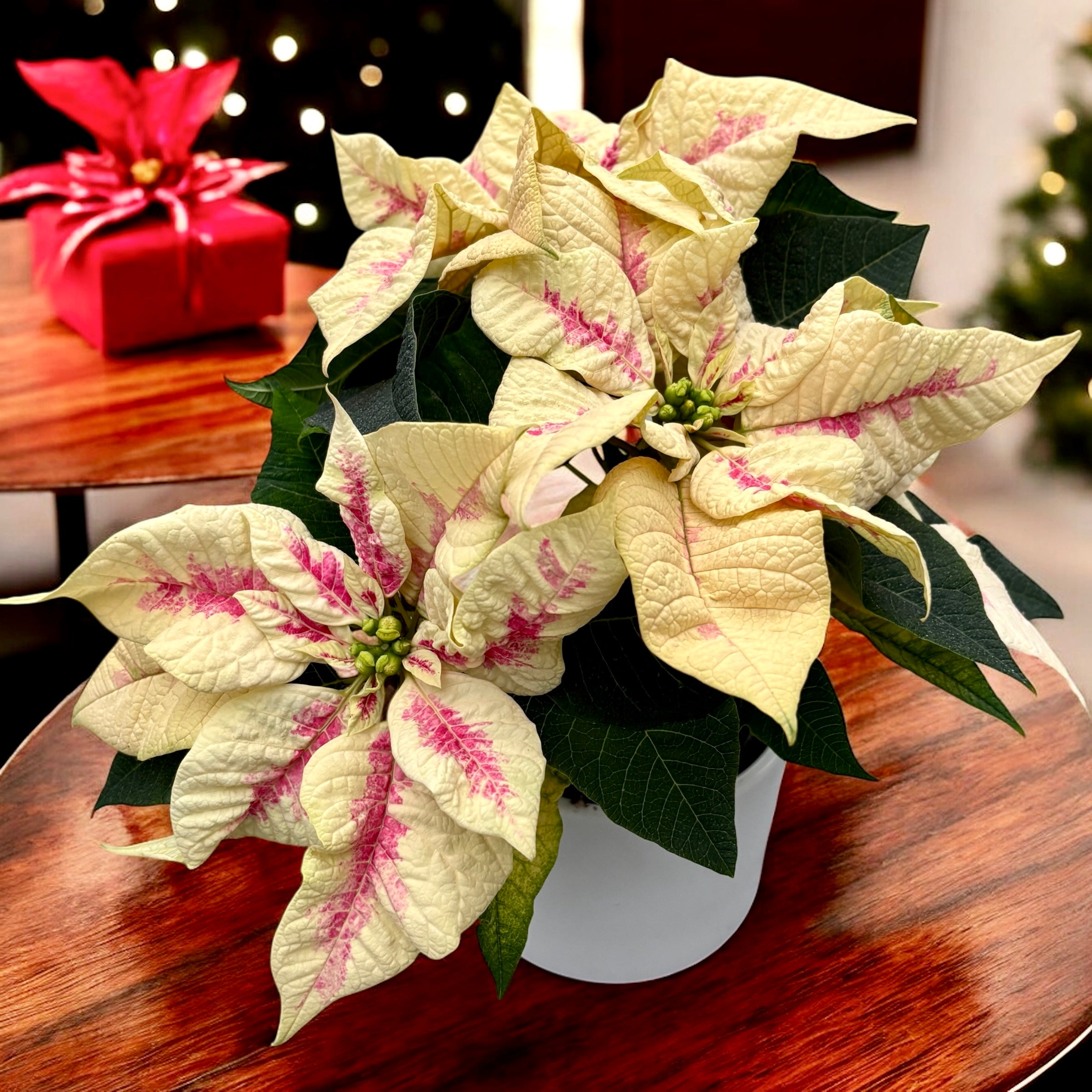 Euphorbia pulcherrima ‘Mars Marble’- craciunita cu bractee marmorate, in nuante elegante de rosu si crem