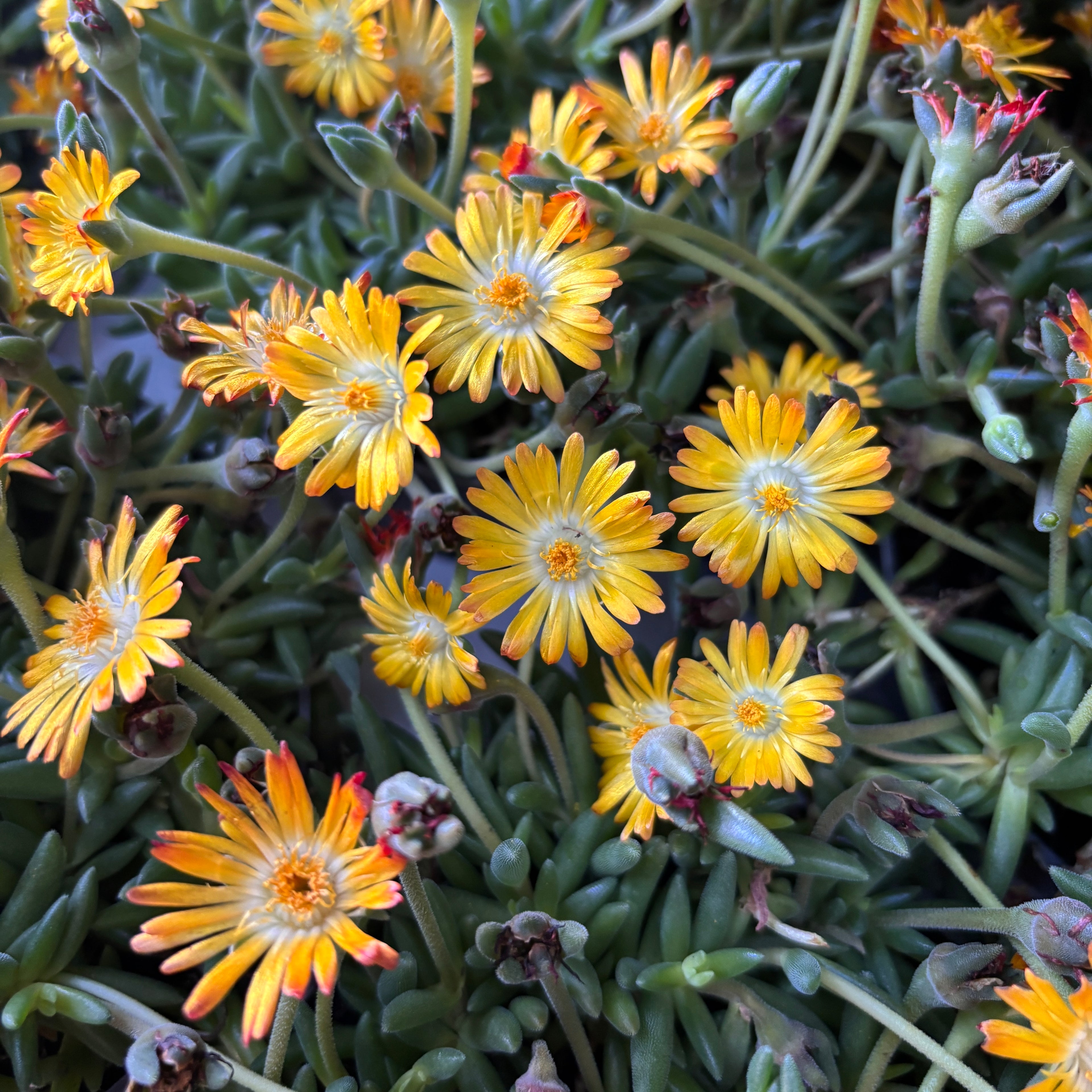 Delosperma Lido 'Yellow with Eye' (floarea de gheata)