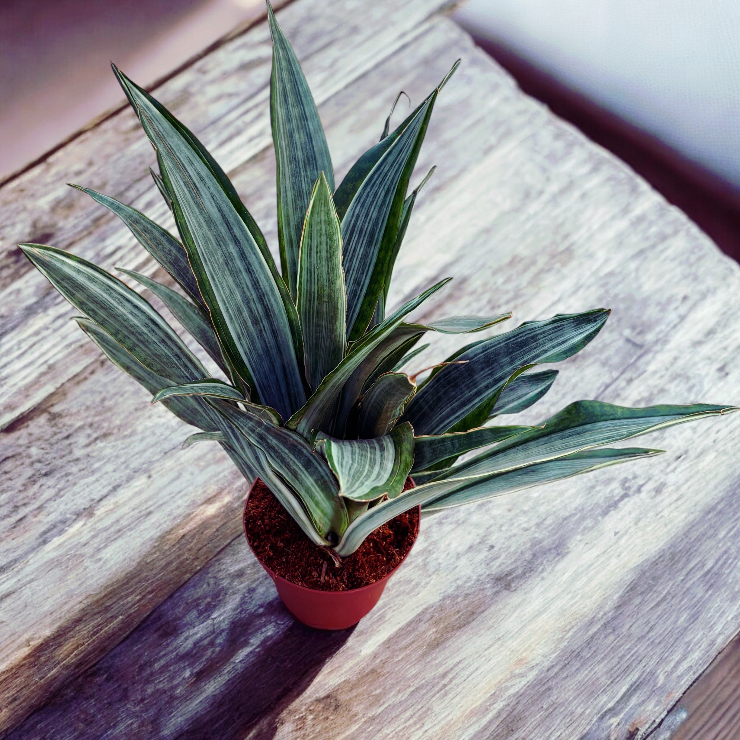 Sansevieria 'Aubrytiana Marlowe'