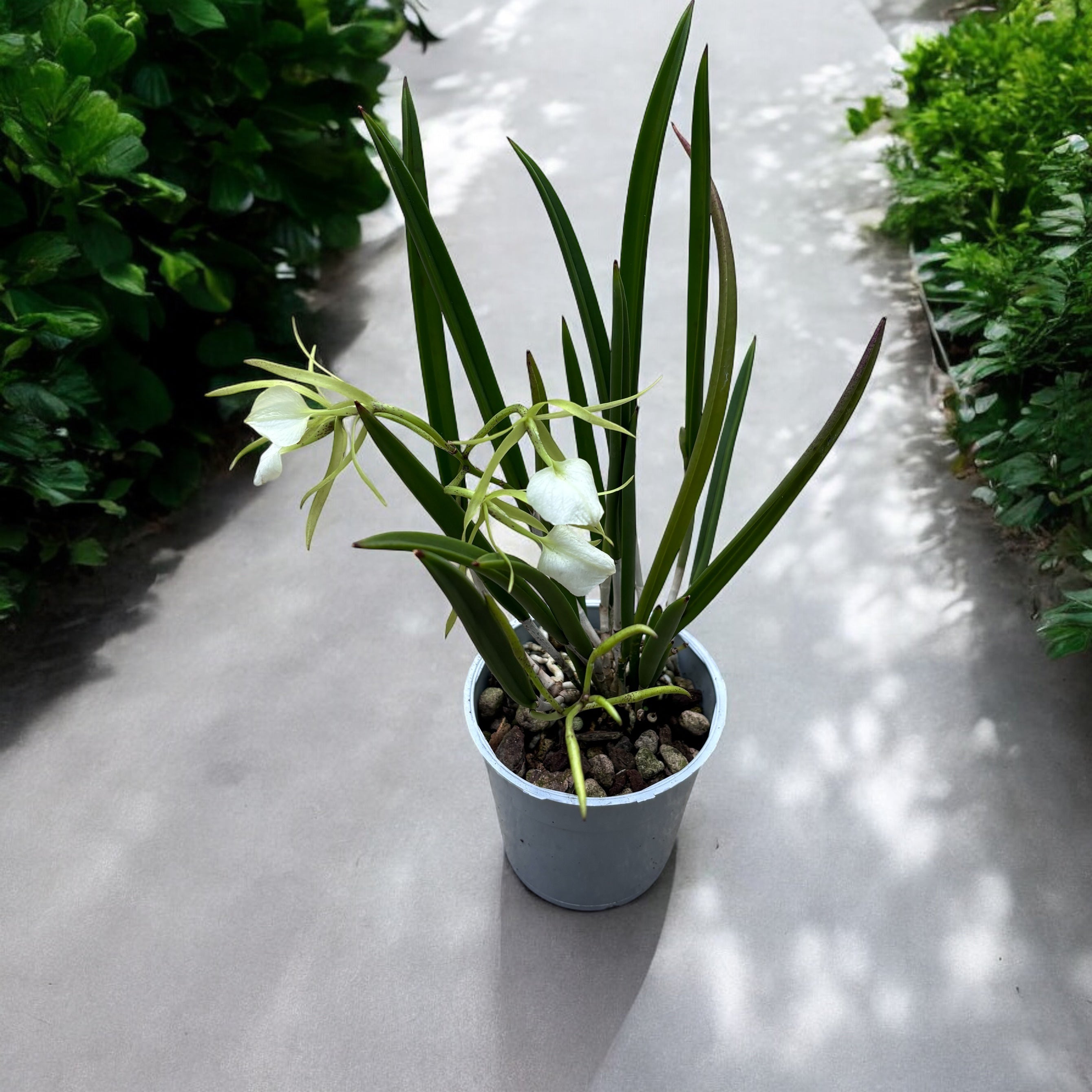 Brassavola nodosa var. grandiflora (Nizozemsko) intenzivně vonící květy