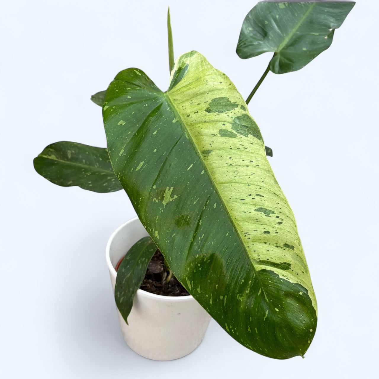 Philodendron Jose Buono (strong variegation) - Exemplare mari