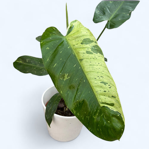Philodendron Jose Buono (starke Variegation)