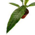 Philodendron campii 'Lynette'