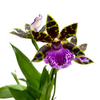 Zygopetalum Jumpin Jack - flori intens parfumate