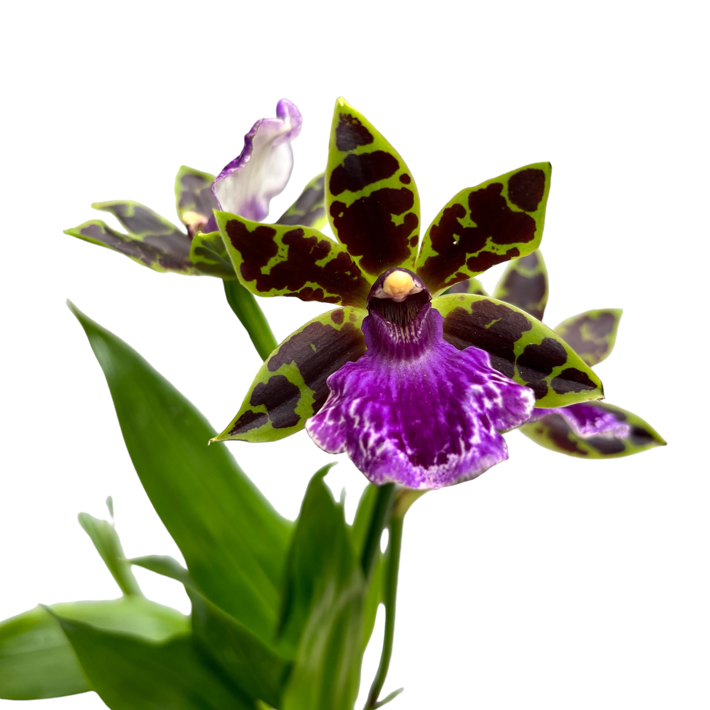 Zygopetalum Jumpin Jack - flori intens parfumate